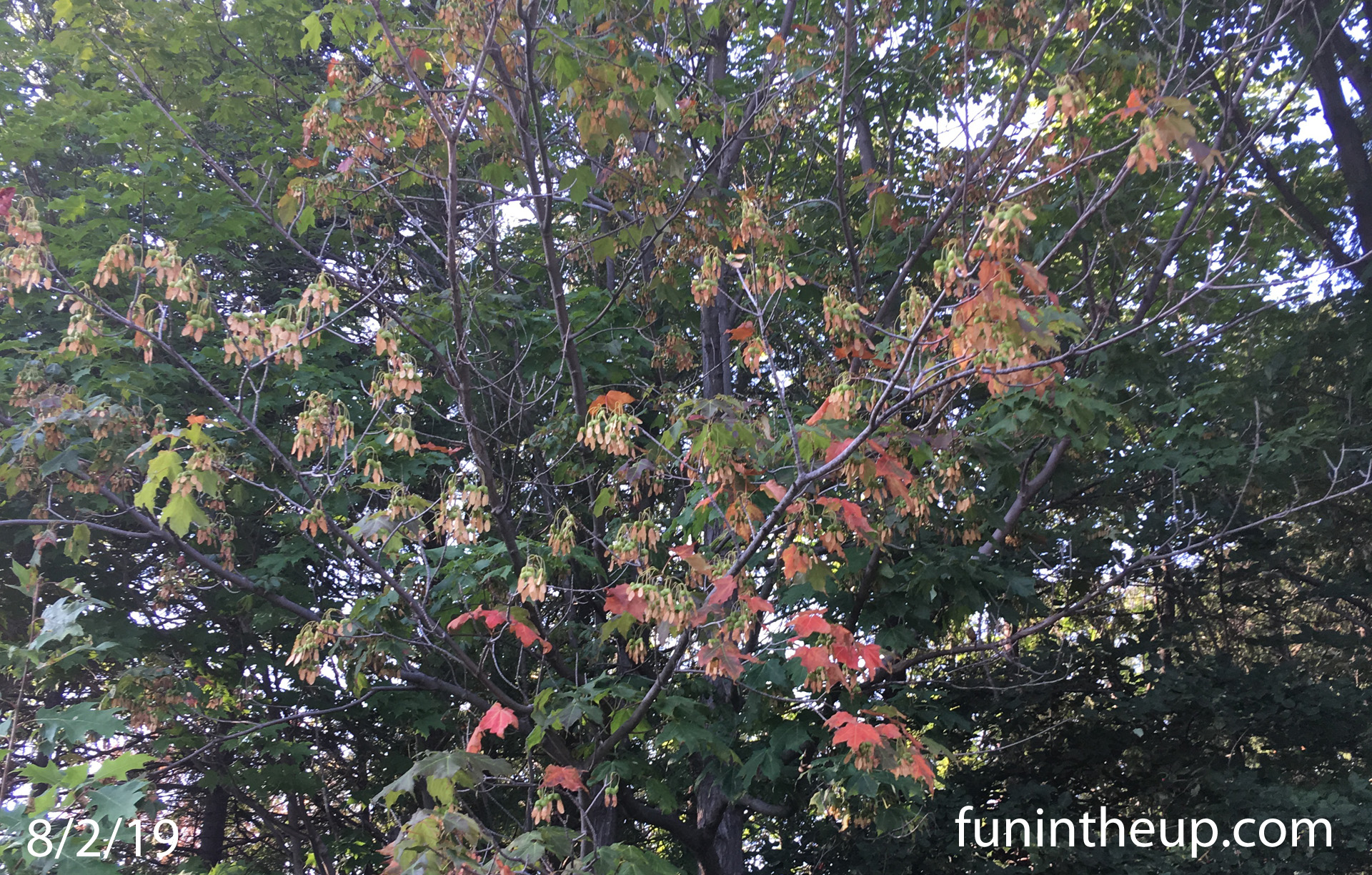 Fall Colors off Sharon Ave. Houghton, MI 